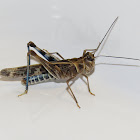 Blue-legged Grasshopper