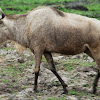 Wildebeest; Easter White-bearded Wildebeest