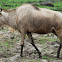 Wildebeest; Easter White-bearded Wildebeest