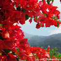 Bougainvillea sp.