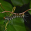 Caterpillar