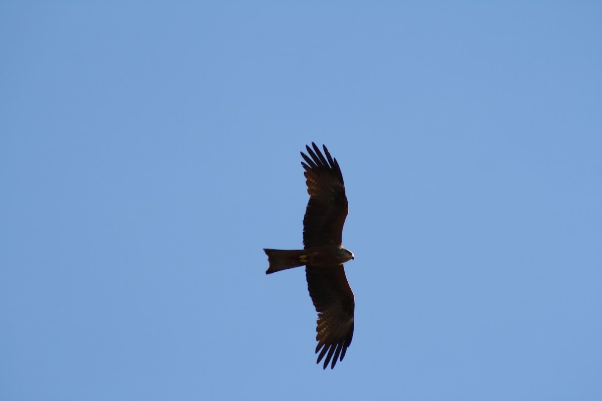 Black Kite