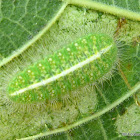 Caterpillar of Purple Moonbeam, Common Moonbeam