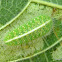 Caterpillar of Purple Moonbeam, Common Moonbeam