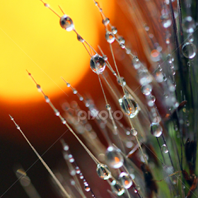 Rain & Sun by Janet Herman - Nature Up Close Natural Waterdrops