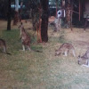 Gray kangaroo mob