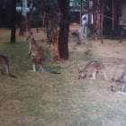 Gray kangaroo mob