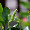 圓胸螳螂(Rhombodera stalii)
