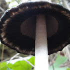 Shaggy Ink Cap