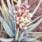 Yucca