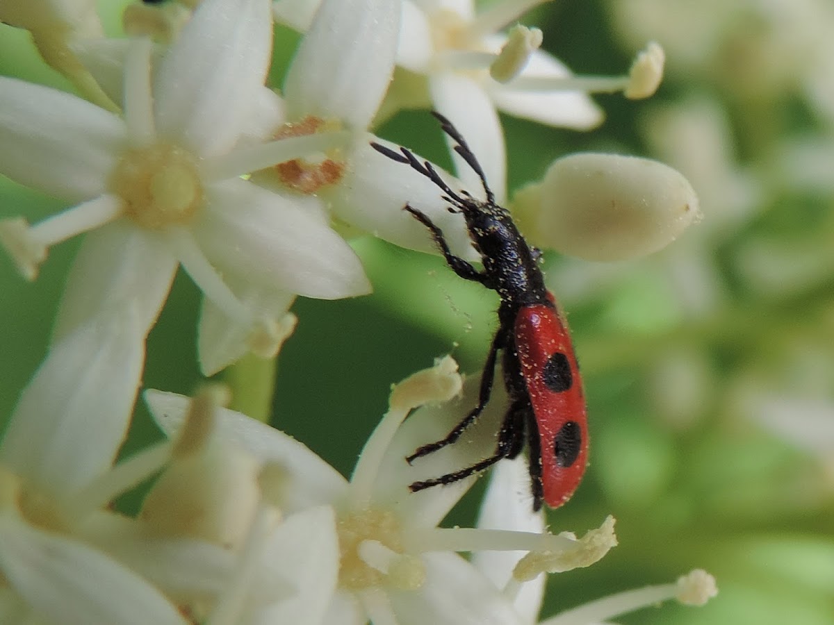 Four-spotted Checkered Beetle