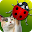 Go-Cat® JitterBug Download on Windows