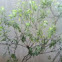 Tulsi plant