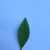 Lowbush common blueberry