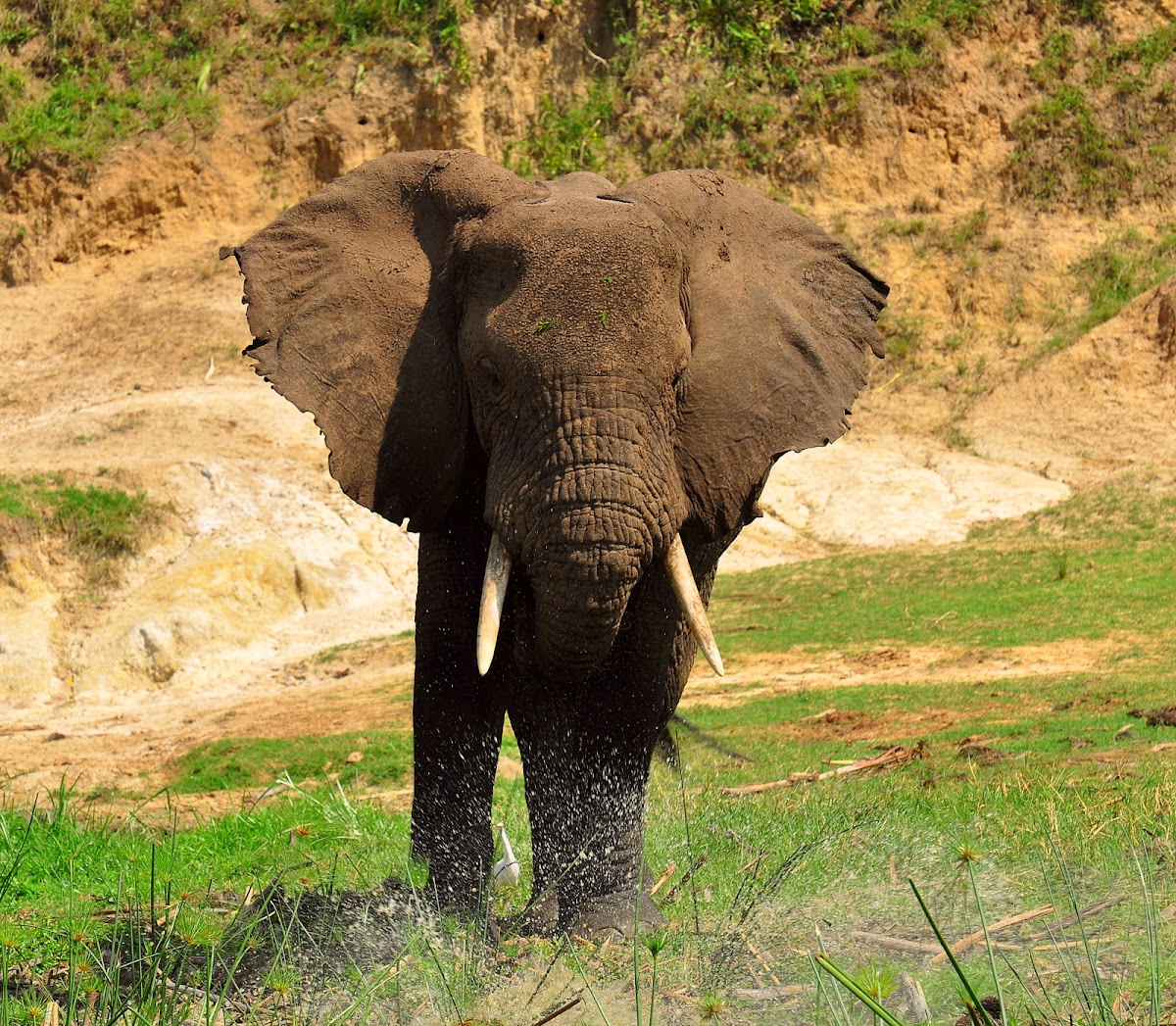 African bush elephant | Project Noah