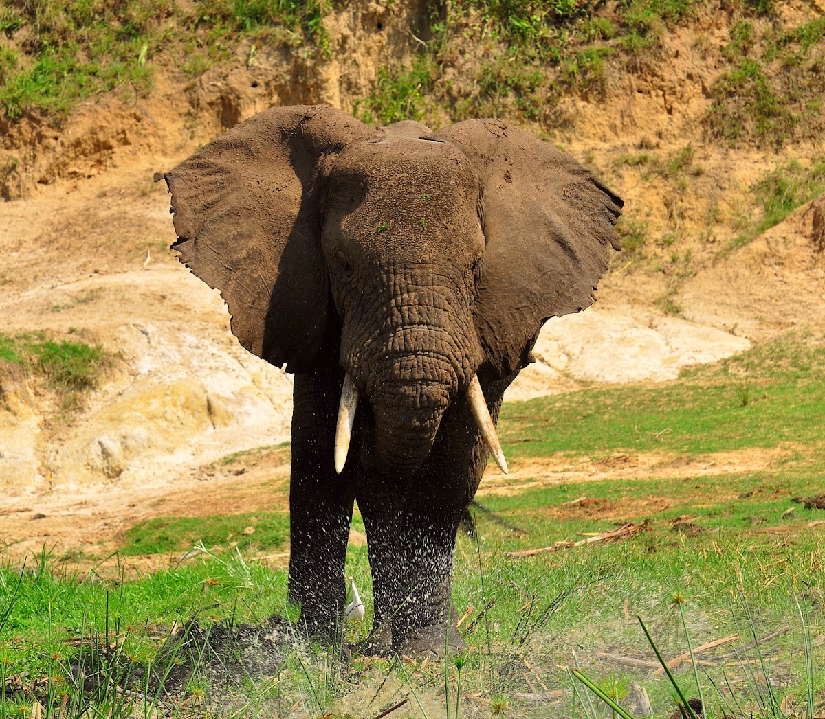 African bush elephant