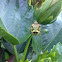 Green Stinkbug Nymph