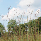 big bluestem