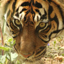 Tigre de Sumatra/Bengal