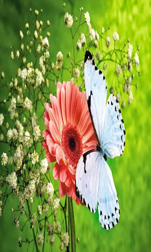 免費下載娛樂APP|Papillons wallpaper app開箱文|APP開箱王