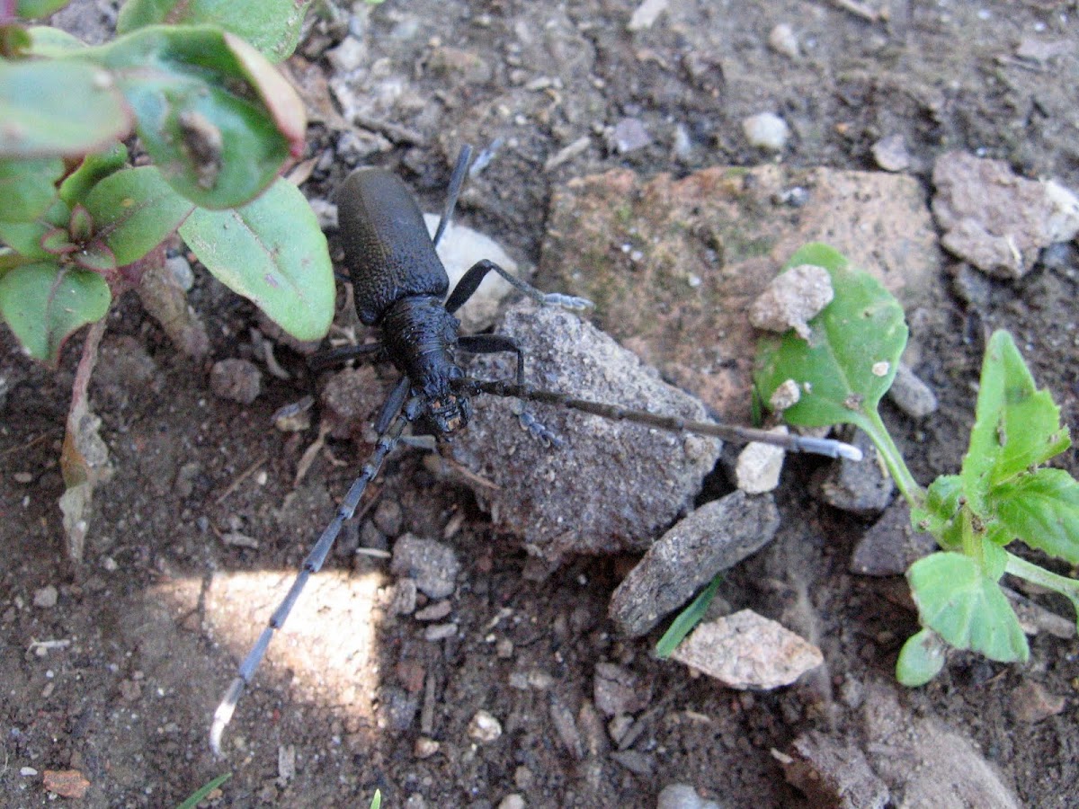 Great capricorn beetle