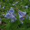 Virginia bluebell