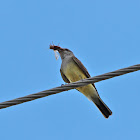 Western Kingbird (with prey)