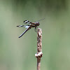 Twelve-spotted Skimmer dragonfly (male)