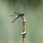 Twelve-spotted Skimmer dragonfly (male)