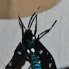 Polka Dot Wasp Moth