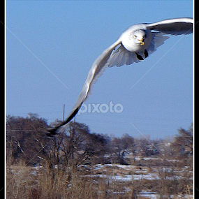 by Candy (Ellison) Downs - Animals Birds
