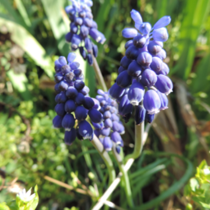 Grape Hyacinth Project Noah