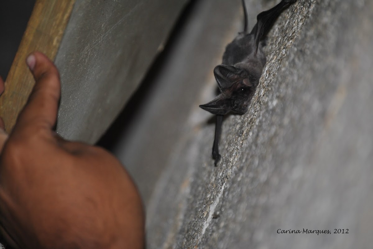 European free-tailed bat