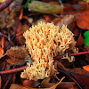 Coral fungi, Ziegenbart