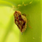 Planthopper