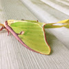Luna Moth (female)