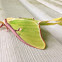 Luna Moth (female)