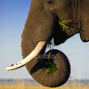 Close by Milou Krietemeijer-Dirks - Animals Other Mammals