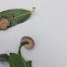 Elm Sawfly Larvae