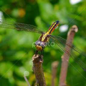 by Souvik Roy - Animals Insects & Spiders