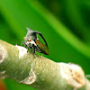 Thorn Mimic Treehopper