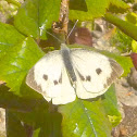 Large White