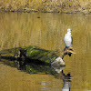 Little Pied Cormorant  