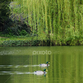 park lake by Zlatko Ivancok - City,  Street & Park City Parks