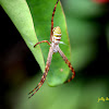 Oval St. Andrew's Cross Spider (Female)