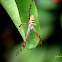 Oval St. Andrew's Cross Spider (Female)