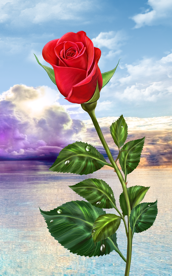 3D Rose Flowers Wallpapers Free Download | Photos Galleries