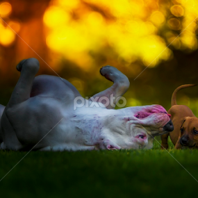 by Nasser Osman - Animals - Dogs Playing