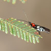 Braconidae wasp