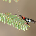 Braconidae wasp